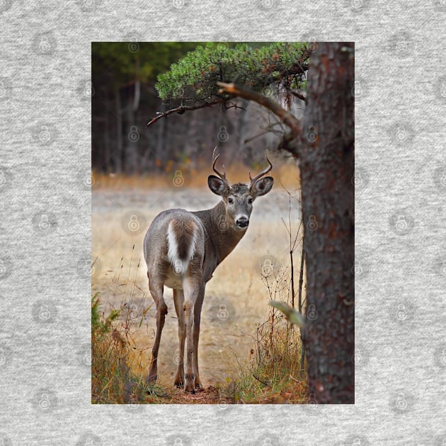 Gotcha! - White-tailed Deer by Jim Cumming